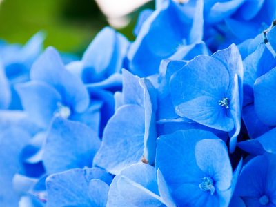 Hortensia Speeddate met Nadja